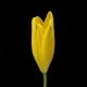 Yellow Lily Blooming - VideoHive Item for Sale