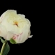 Flowering of Peony - VideoHive Item for Sale