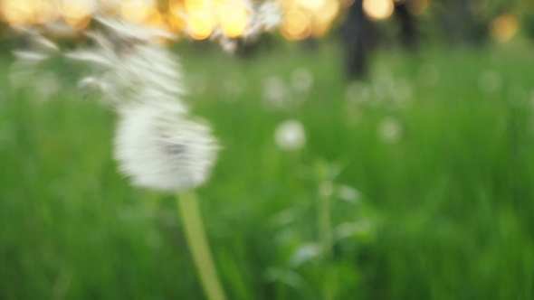 Dandelion Being Blown In alt