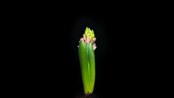 of Pink Hyacinth Flower Blooming