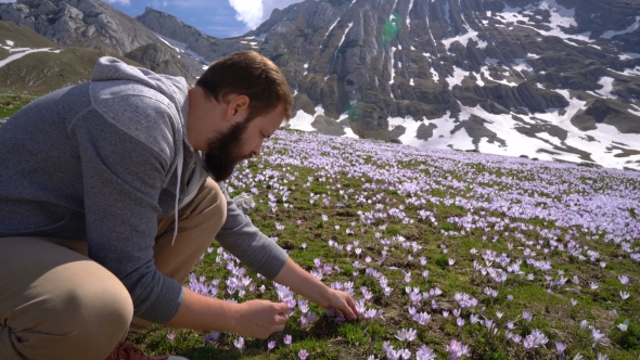 Bearded Man Gathers Wild Crocuses alt