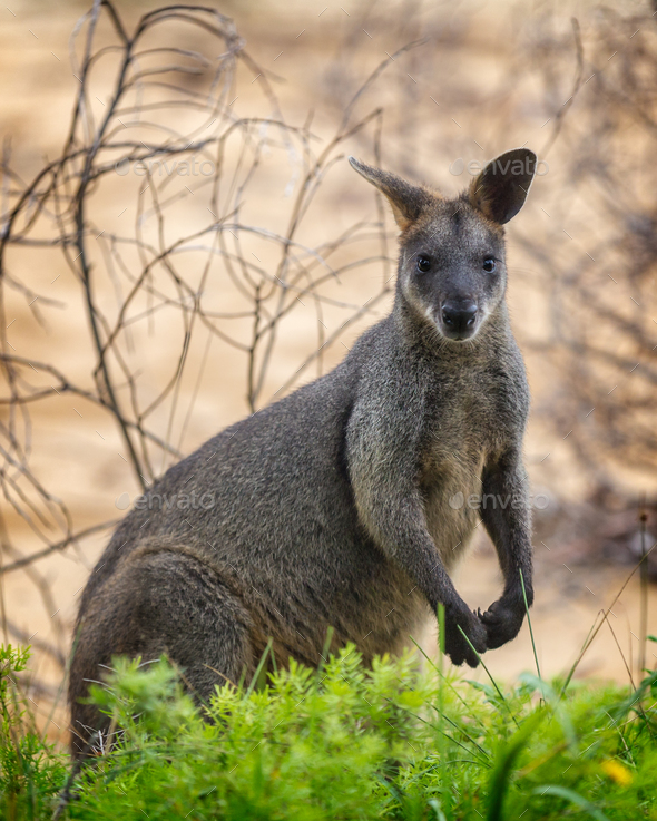 swamp wallaby - Stock Photo - Images