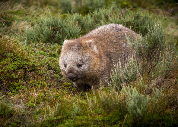 bare nosed wombat - Stock Photo - Images