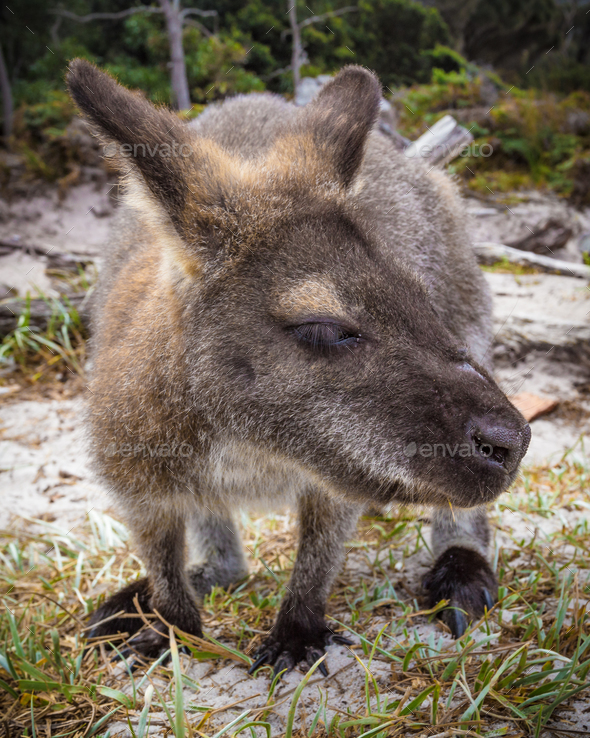 Bennett Wallaby - Stock Photo - Images
