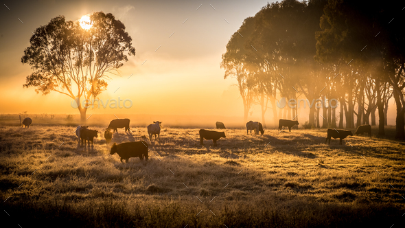 cattle in the morning - Stock Photo - Images