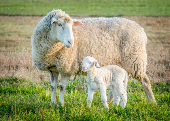 sheep and lamb 2 - Stock Photo - Images