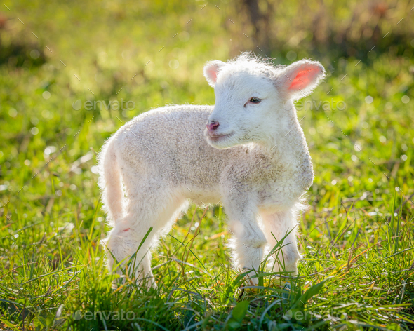 little lamb - Stock Photo - Images