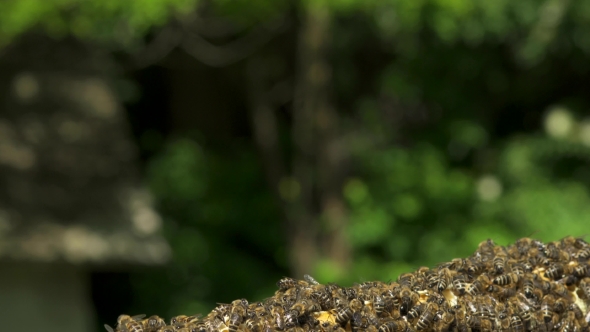 Many Bees Working on Honeycombs with Honey