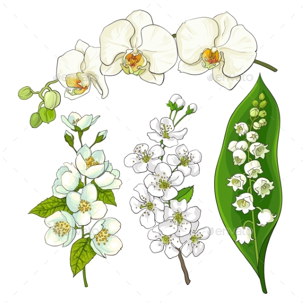 White Flowers - Flowers & Plants Nature