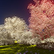 Magic Blossoming Sakura Magic Blossoming Sakura - VideoHive Item for Sale