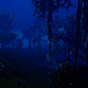 Night Deep Forest Night Deep Forest - VideoHive Item for Sale