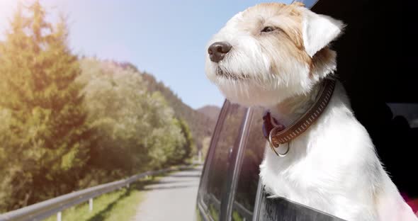 Jack Russell Terrier Looks Out the Open Window of the Car. Close Up Slow Motion alt