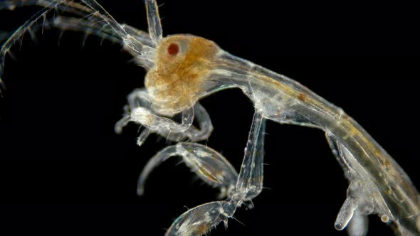 Zooplankton of Under a Microscope. Skeleton Shrimp or Sea Goats, Caprellidae, a Family of alt