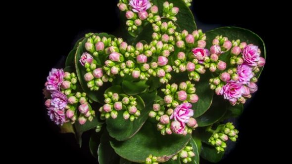 Opening of Kalanchoe Flower