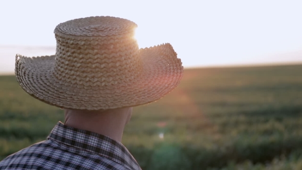 Farmer in a Straw Hat Inspecting Fields at Sunrise.