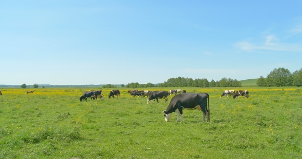 Cows are Grazing in a Green Meadow