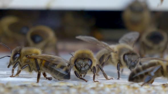 Super Macro shot showing swarm of bees in beehive apiary working together,4K alt