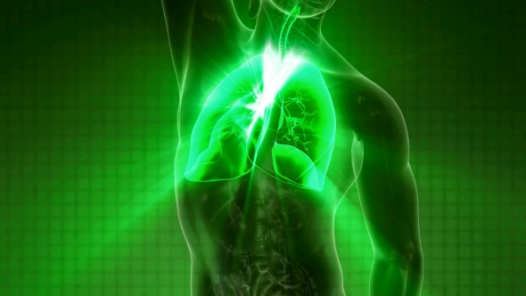 Human Body with Visible Lungs, Motion Graphics | VideoHive