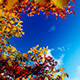 Through Autumn Trees Into Sky Through Autumn Trees Into Sky - VideoHive Item for Sale