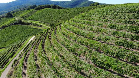 Rows of vineyard bending around hill, aerial shot