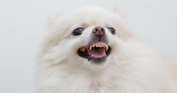 White Pomeranian Dog Feel Angry, Stock Footage 