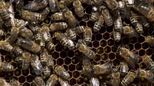 Many Bees Working on Honeycombs with Honey