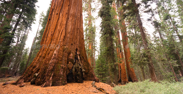 Giant Ancient Seqouia Tree Kings Canyon National Park - Stock Photo - Images