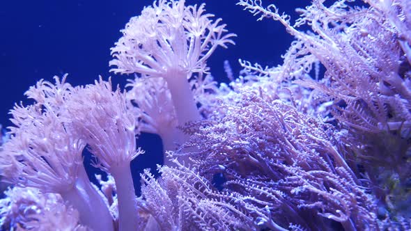 Soft Corals in Aquarium. Closeup Anthelia and Euphyllia Corals in Clean Blue Water. Marine alt
