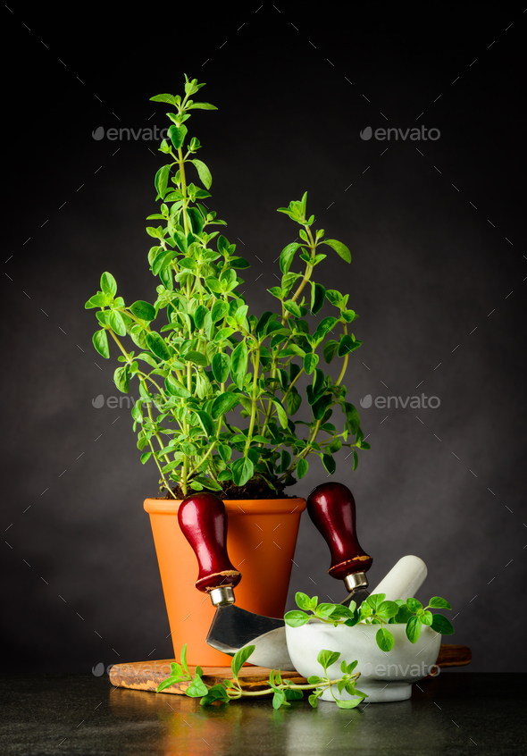 Green Oregano with Herb Chopper - Stock Photo - Images