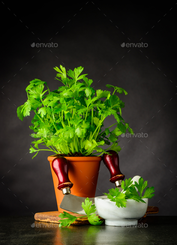 Fresh Parsley Growing in Pot with Mezzaluna in Stil Life - Stock Photo - Images