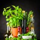 Still Life with Herbs and Cooking Ingredients - PhotoDune Item for Sale