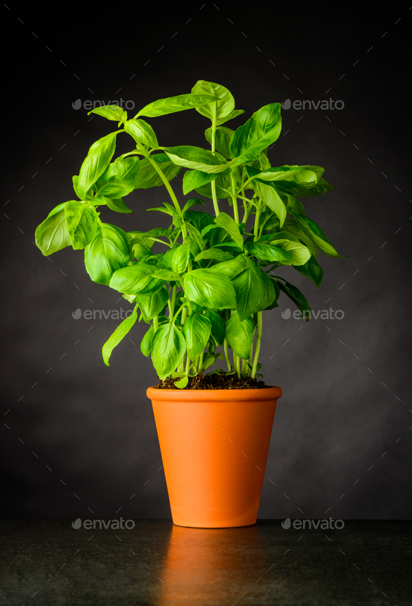 Basil Herb Growing in Pottery Pot - Stock Photo - Images