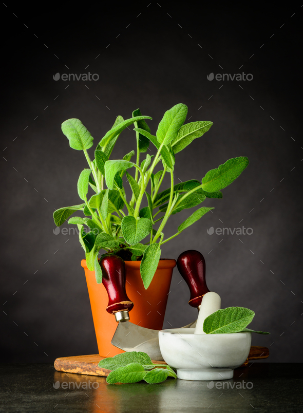 Still Life with Sage Plant and Utensils - Stock Photo - Images