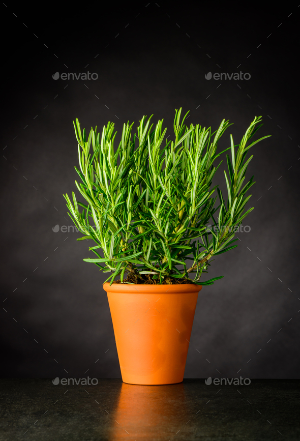 Rosemary Herb Plant Growing in Pot - Stock Photo - Images