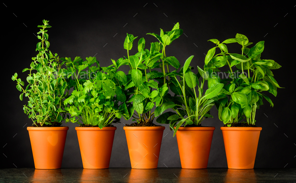 Herb in Pottery Pots on Dark Background - Stock Photo - Images