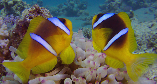 Clownfish and Sea Anemones