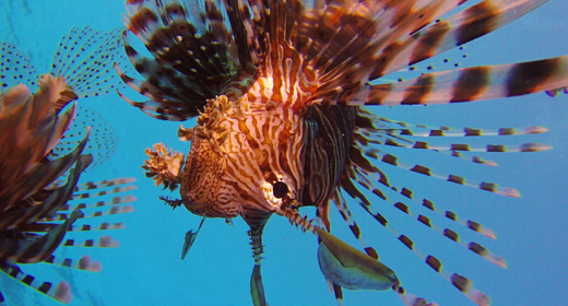 Red Sea Lion-Fish