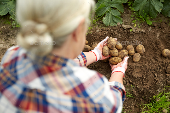 farmer with potatoes at farm garden - Stock Photo - Images