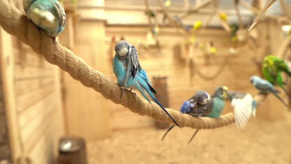 Blue and Green Wavy Parrots Sitting on a Rope and Brushing Their Feathers alt