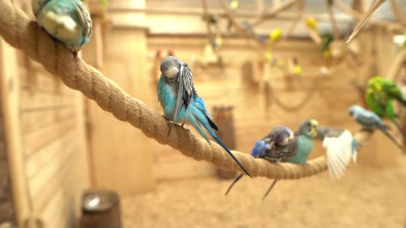 Blue and Green Wavy Parrots Sitting on a Rope and Brushing Their Feathers