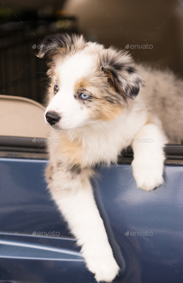 Purebred Australian Leans Out Car Window Photo by Christopher_Boswell