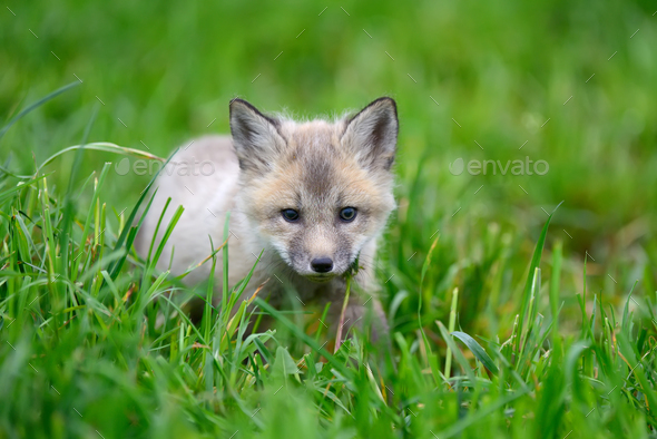 Baby silver fox