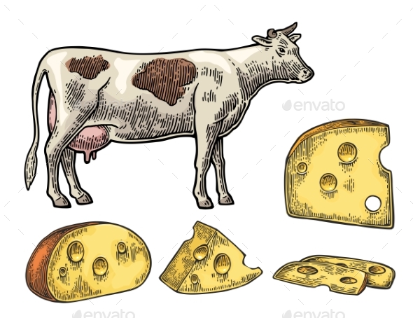 Pieces of Cheese and Dairy Cow - Food Objects