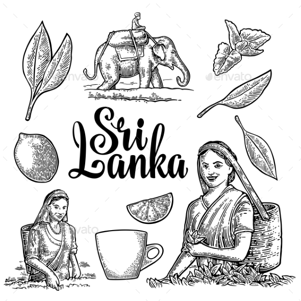 Female Tea Pickers Harvesting Leaves - Flowers & Plants Nature