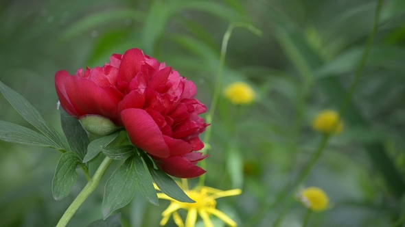 Blooming Red Peony