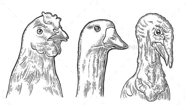 Chicken Goose and Turkey Heads - Animals Characters
