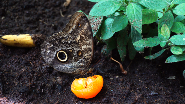 Butterfly Eating Orange