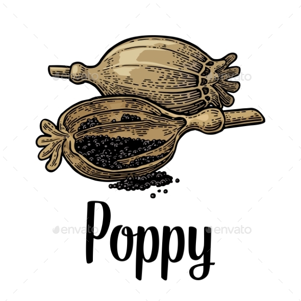 Poppy Heads and Seeds - Flowers & Plants Nature