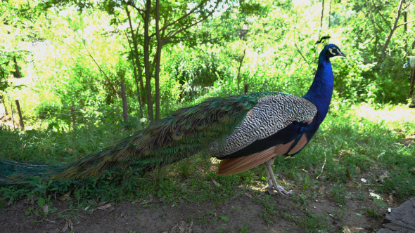 Peacock Walking Around