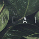 Leaf Transition Leaf Transition - VideoHive Item for Sale